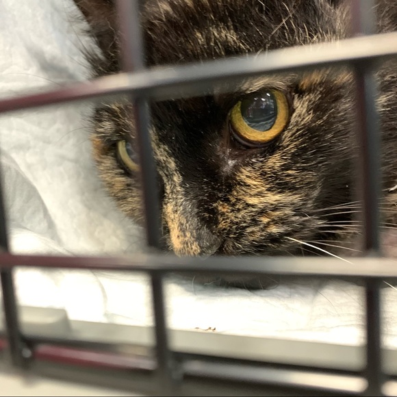 Rusty - Picture 6 of 6